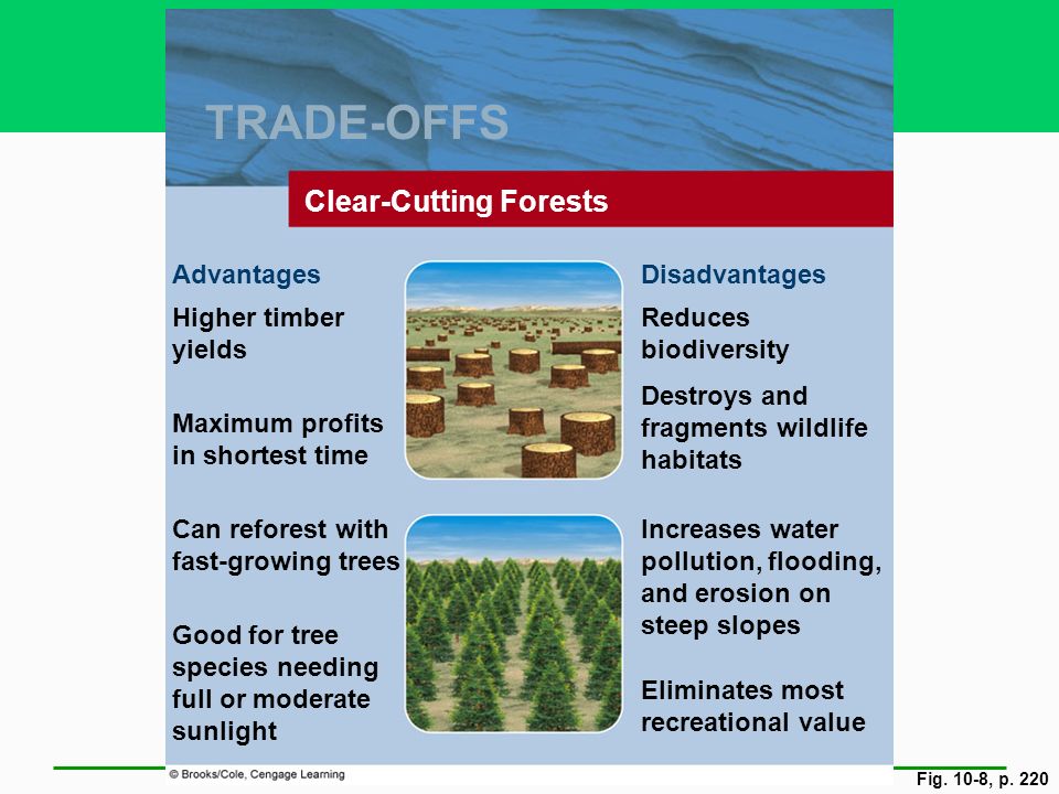 16 Advantages and Disadvantages of Important Deforestation